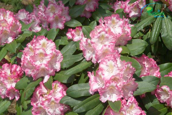 Rhododendron Saskia